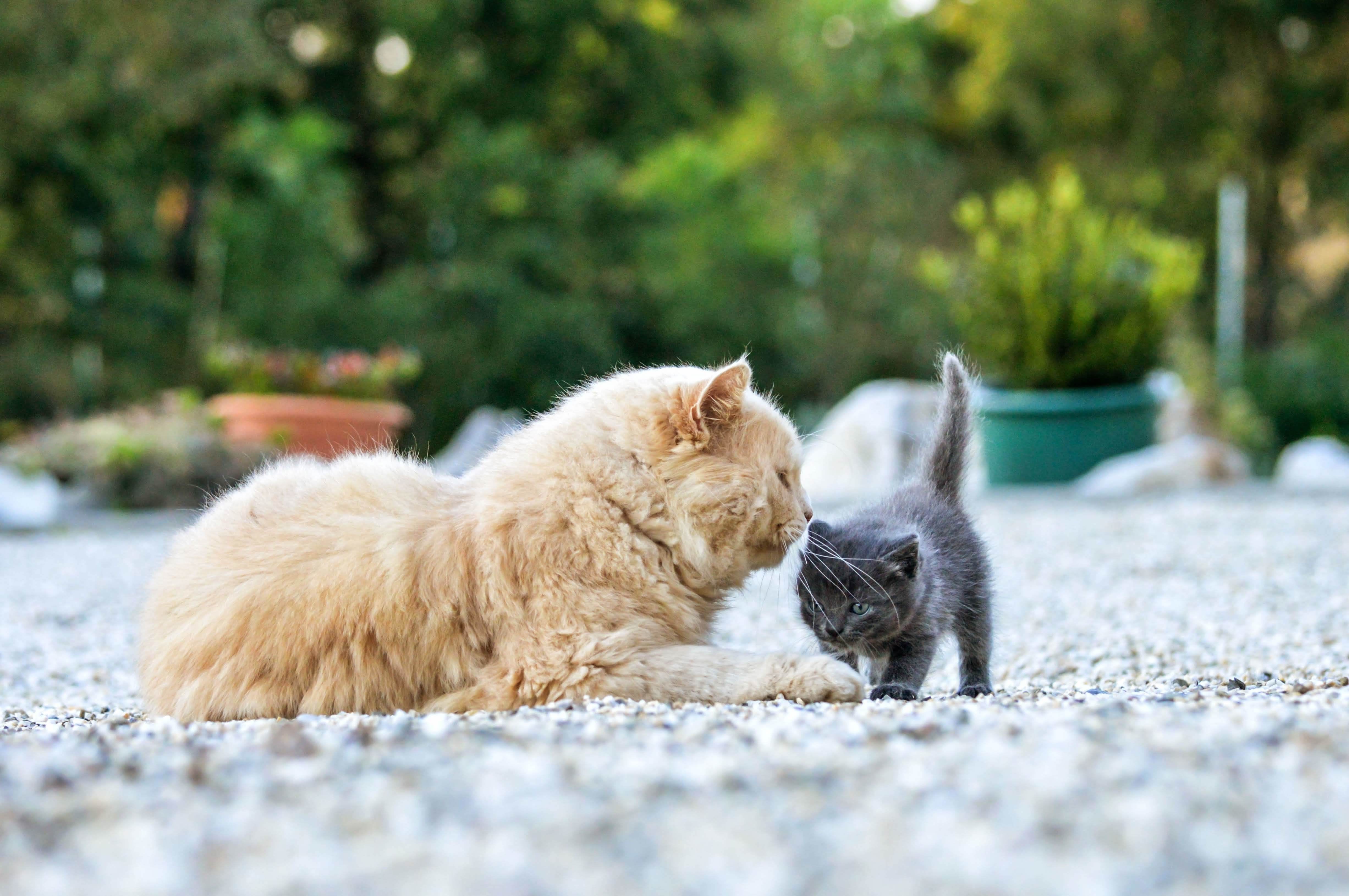 About L MEW