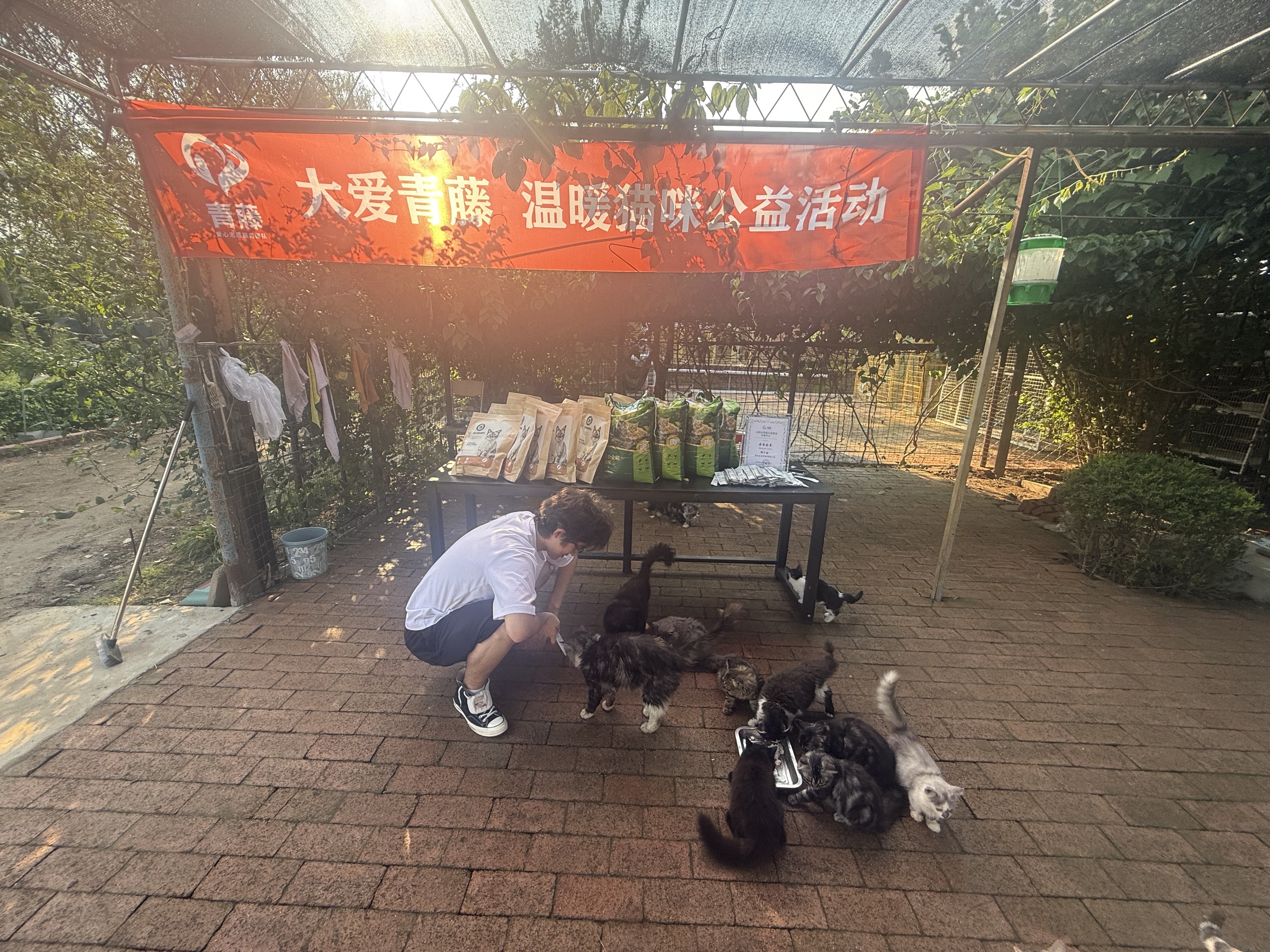 Feeding the Cats