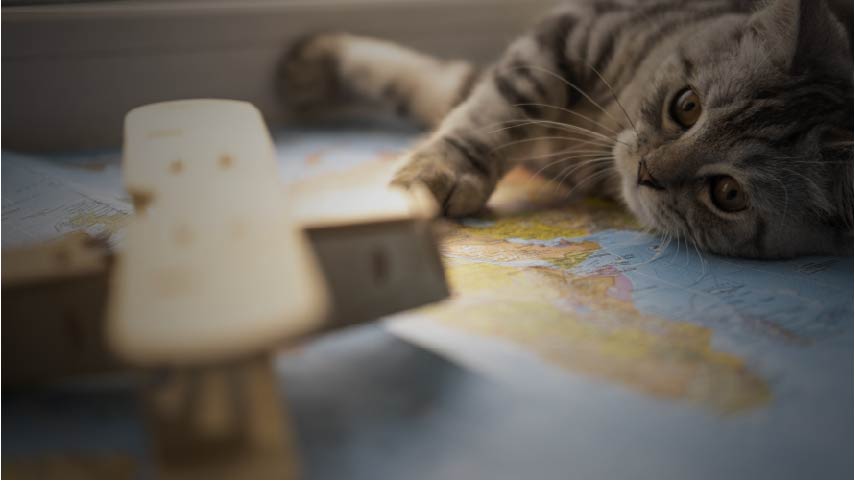 A calm cat in a warm Japanese-style home with morning sunlight
